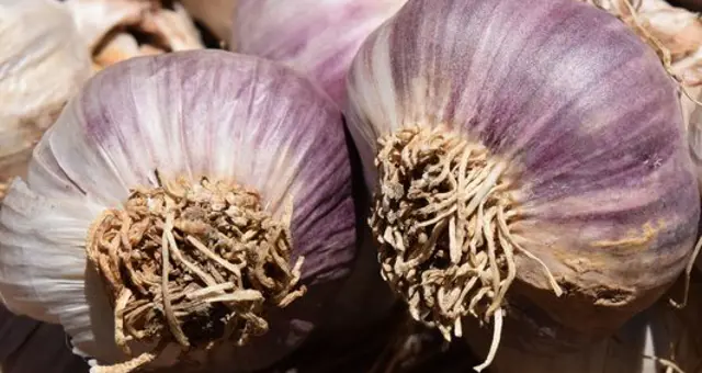 Ulleo Garlic 1455422 1920
