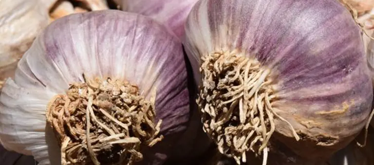 Ulleo Garlic 1455422 1920