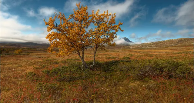 Autumn Leaves (1)